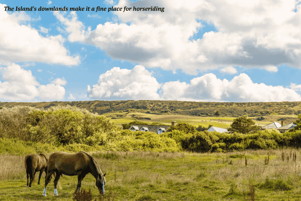 Horses in a field in the Isle of Wight, England