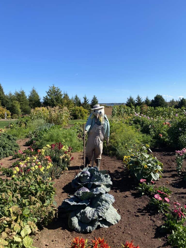 Scarecrow in a field on Prince Edward Island, Canada 