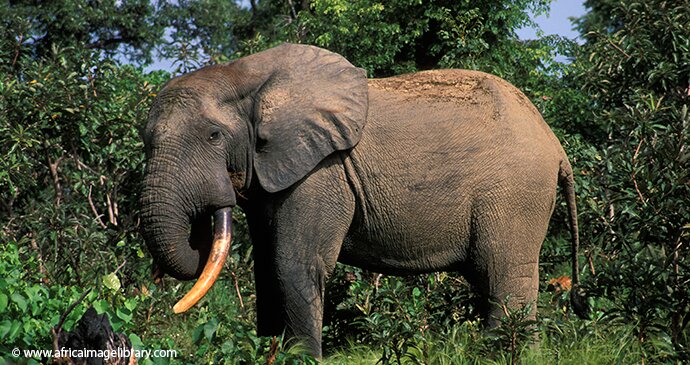 Elephant in Mole National Park in Ghana