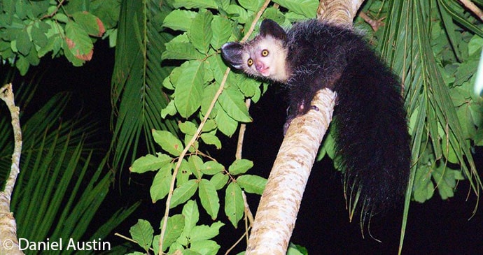 Aye Aye lemur in a tree in Madagascar