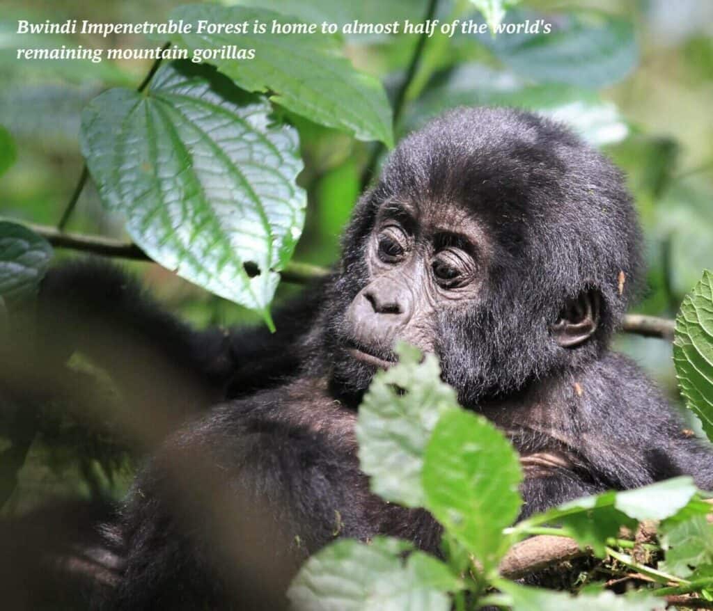 Baby gorilla in Bwindi in Uganda
