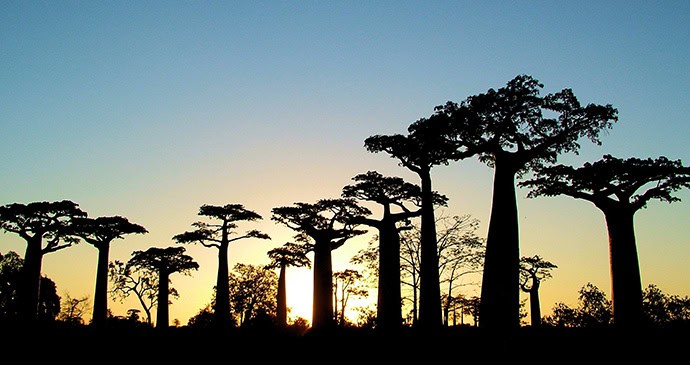 Sunrise on the Avenue de Baobabs in Madagascar