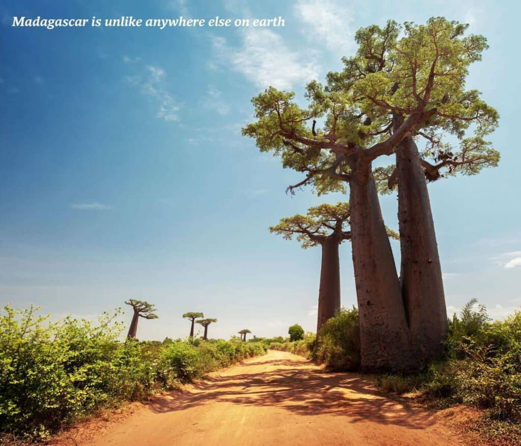 Avenue of the Baobabs in Madagascar
