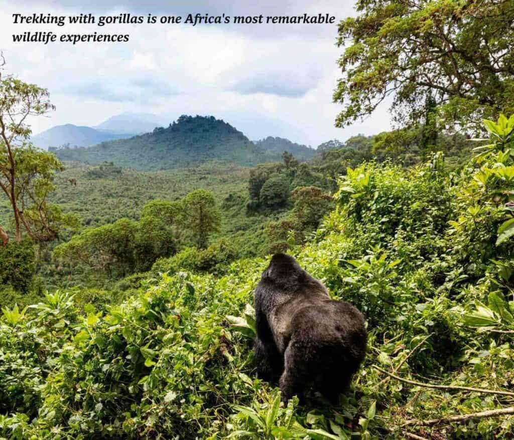 Mountain gorilla looking out over Volcanoes National Park in Rwanda