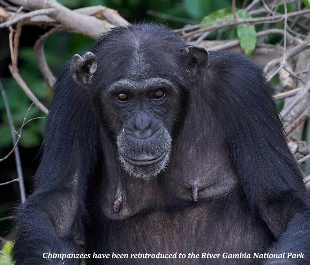 Chimpanzee in the forest in The Gambia