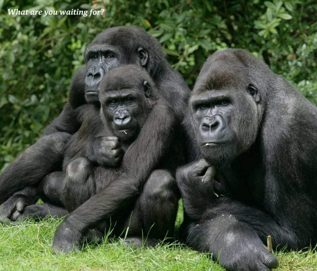 Family of gorillas sitting on the grass