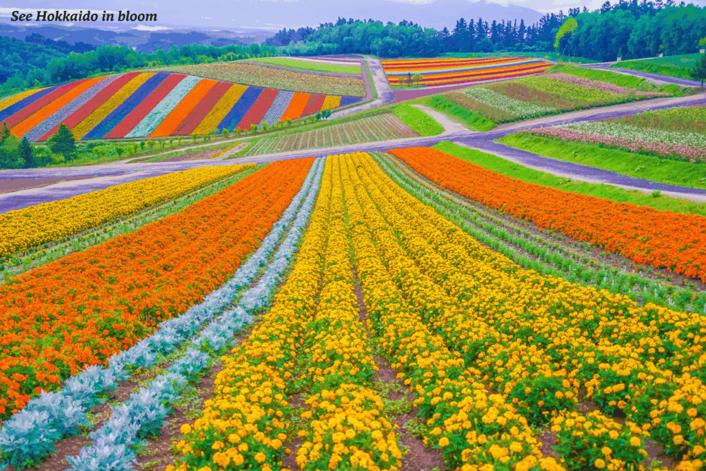 Fields of flowers in bloom on Hokkaido, Japan