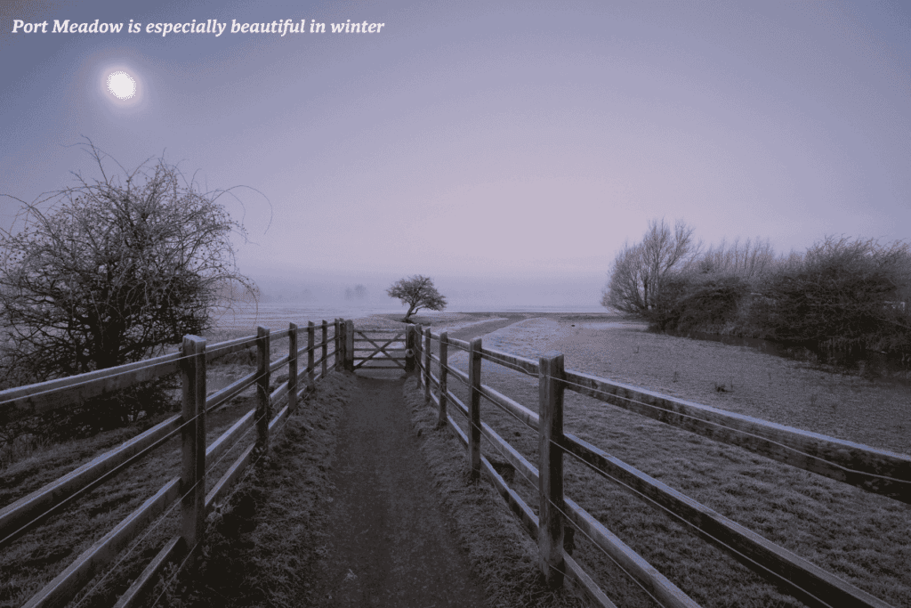 Frosty Port Meadow at dawn, Oxford