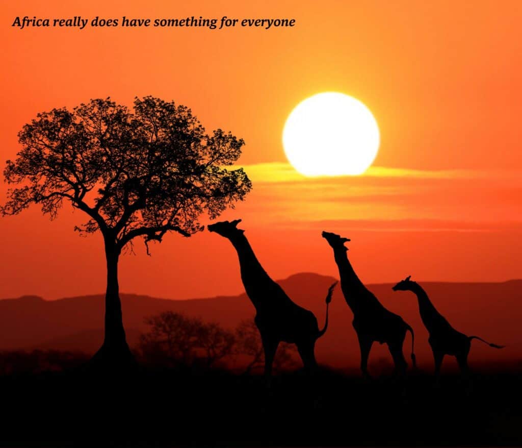Three giraffes at sunset in Krueger National Park in South Africa