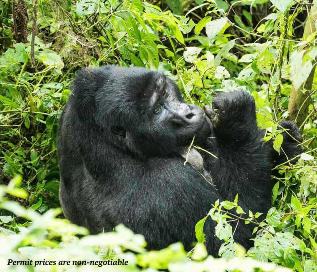 A gorilla eating foliage in Bwindi Impenetrable Forest in Uganda