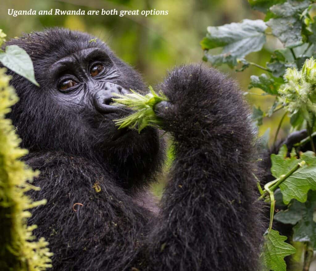 Gorilla eating in the forest in Rwanda
