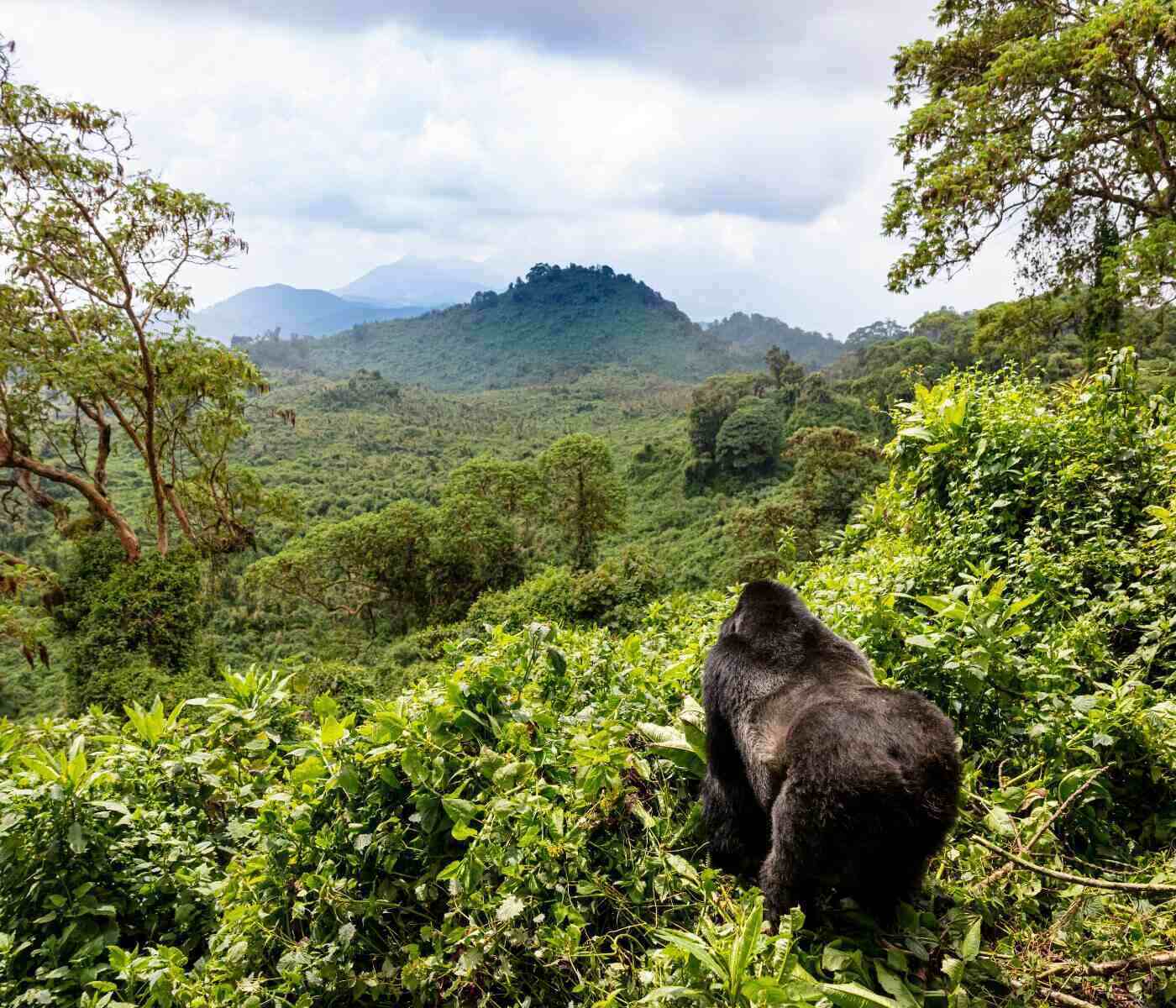 How to plan a Gorilla trekking safari from Kigali
