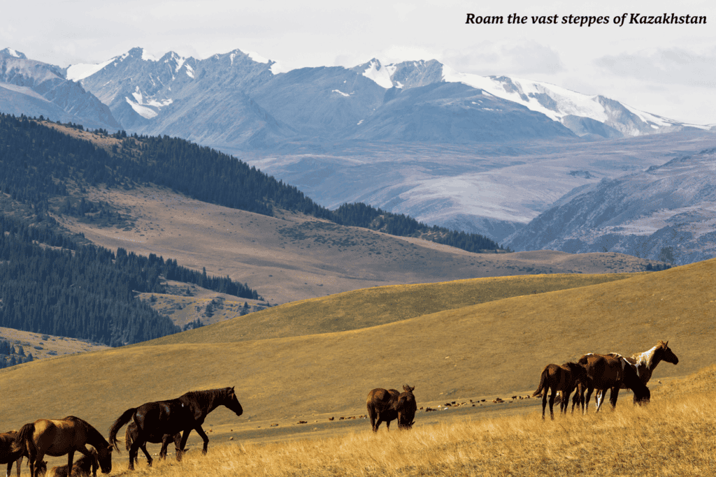 Horses on the steppe of Kazakhstan in Central Asia