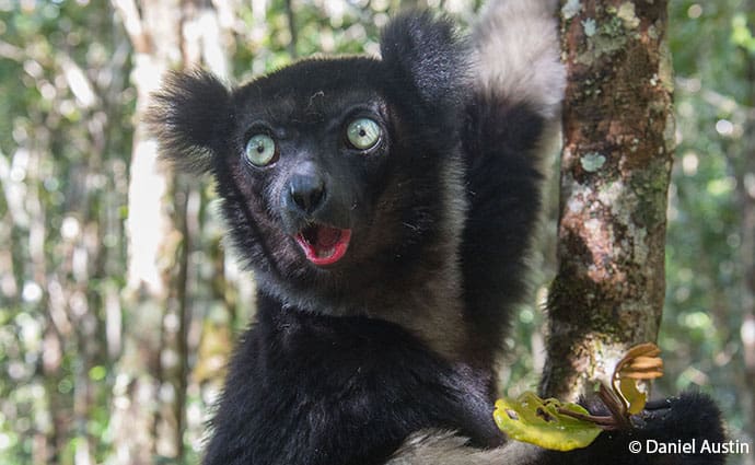Indri lemur in Andasibe-Mantadaia National Park in Madagascar