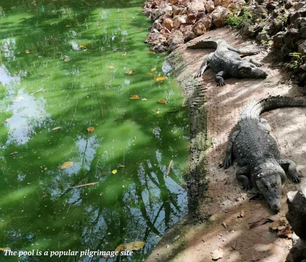 Crocodiles at Kachikally Crocodile Pool in The Gambia