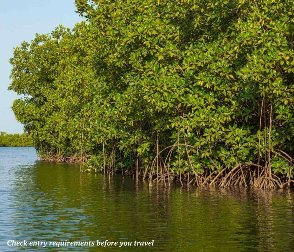 Mangroves on the river in The Gambia