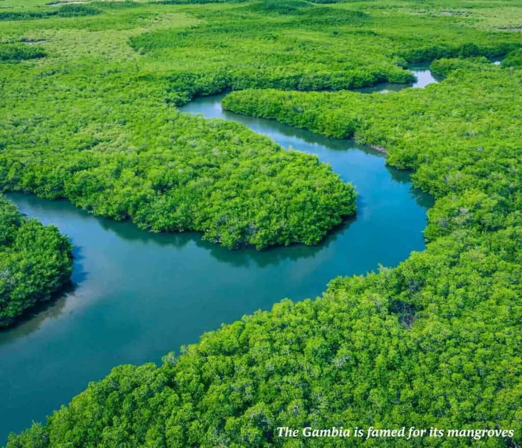 Mangroves in The Gambia pictured from above