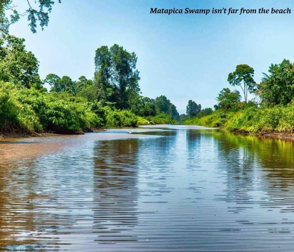 Matapica swamp in Suriname