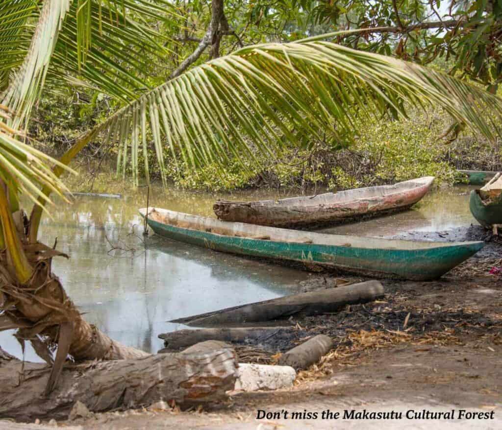 Old canoes moored in Makasutu Cultural Forest in The Gambia