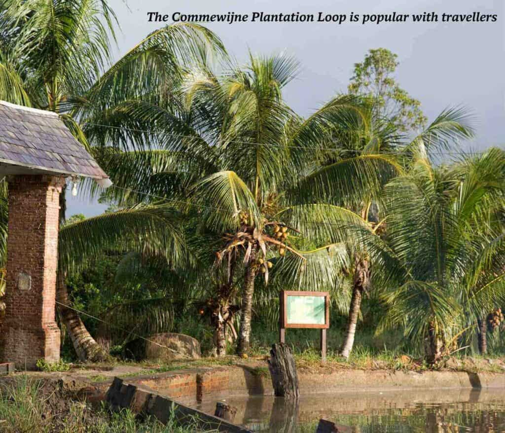 Plantation in Suriname