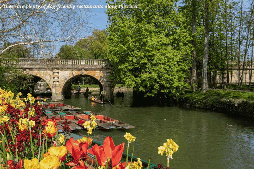People punting on the River Cherwell during sprin in Oxford