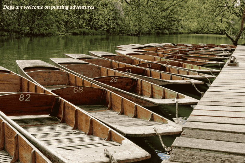 Empty punts docked on the River Cherwell in Oxford, England