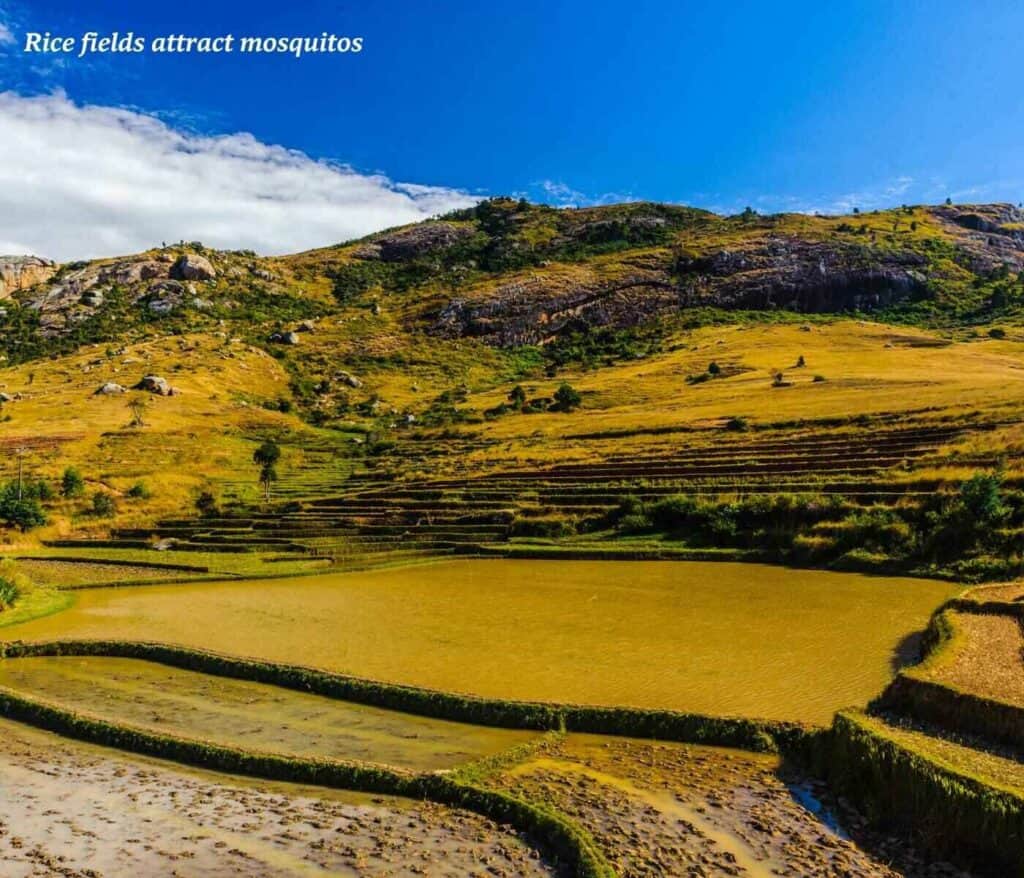 Rice fields in Madagascar