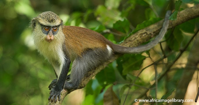Mona monkey perched in a tree in a forest in Ghana