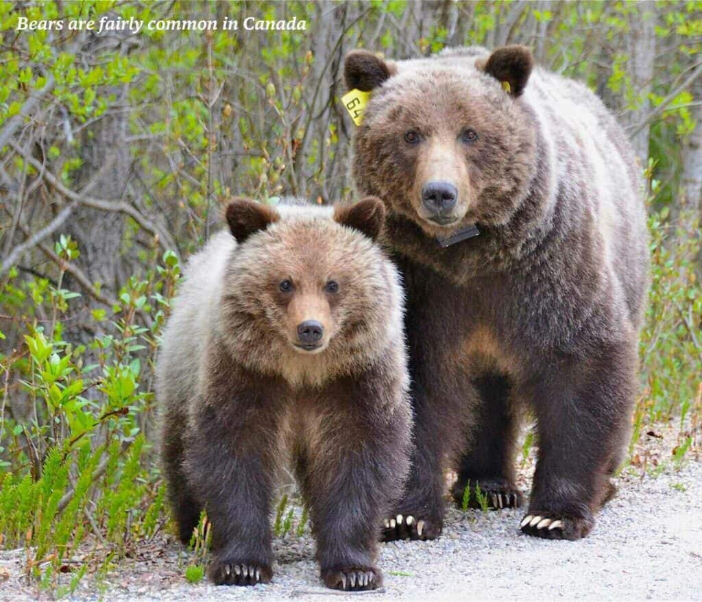 Two grizzly bears on a path in Canada