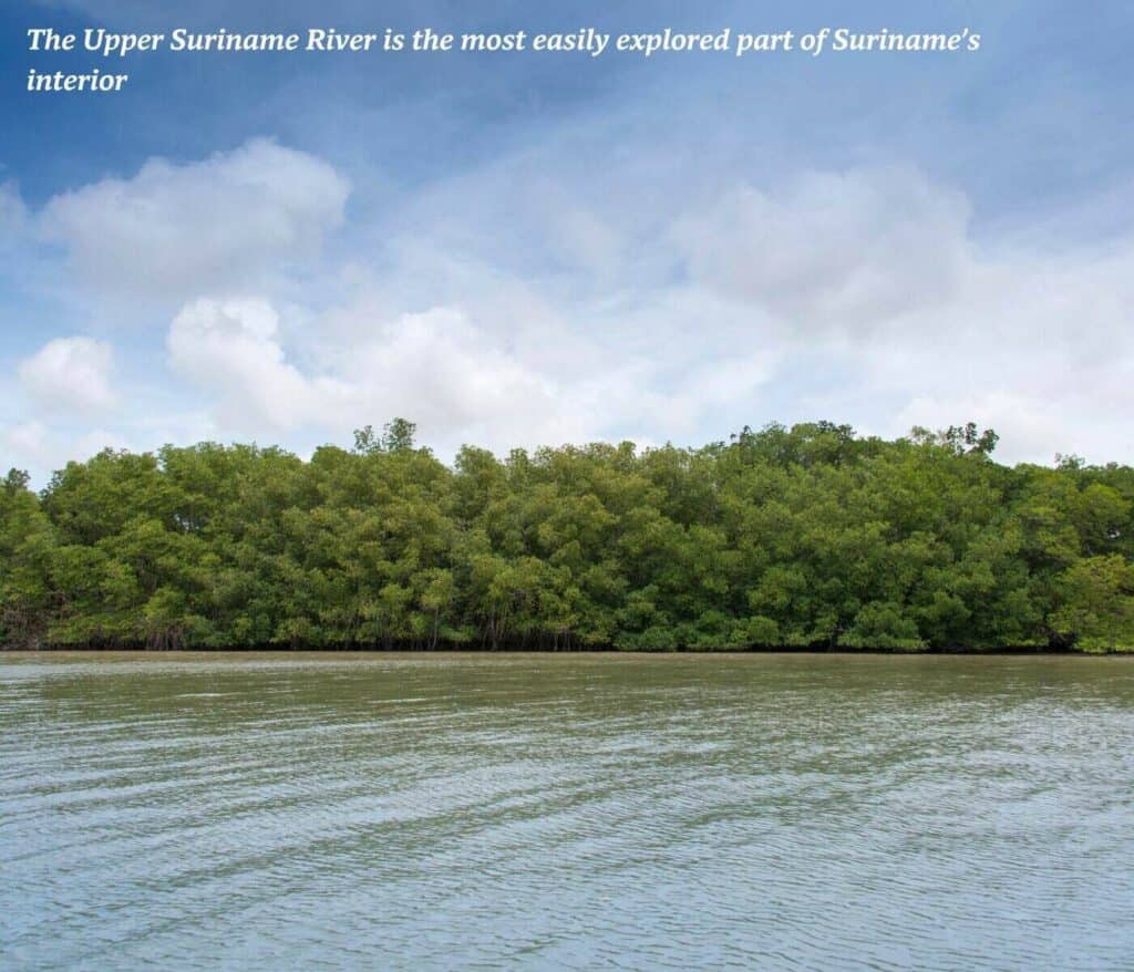 Trees along the Upper Suriname River