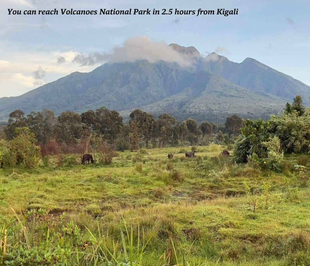 Animals in Volcanoes National Park in Rwanda