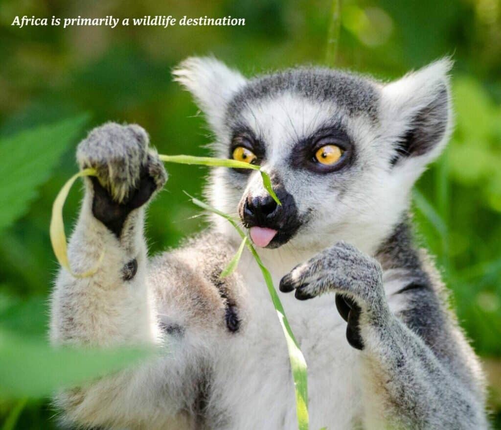 Grey and white lemur in Madagascar