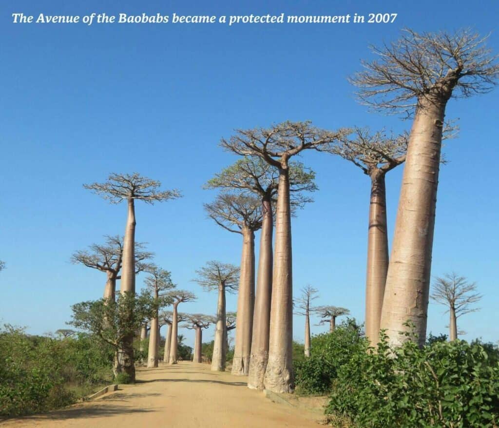 Avenue de Baobas in Madagascar