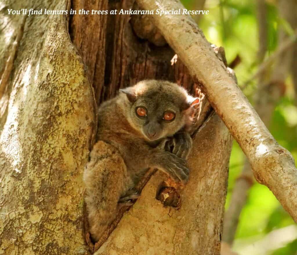 Moneky spottrd in a tree in Ankarana Special Reserve in Madagascar