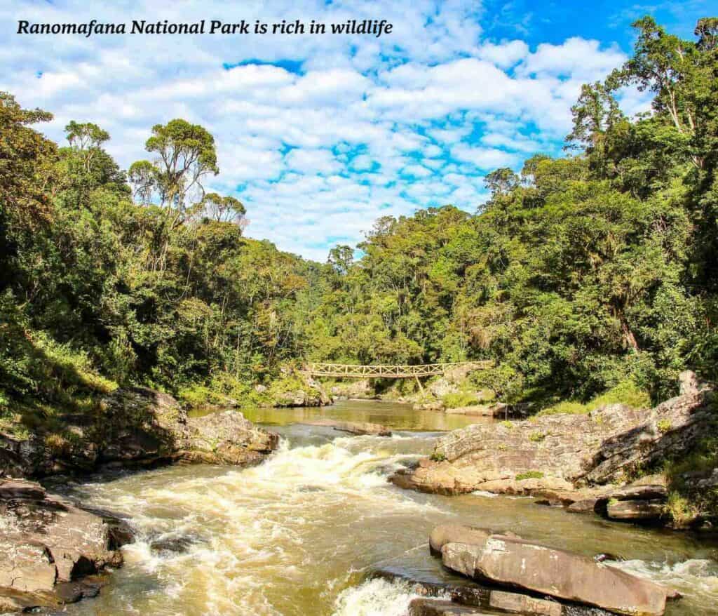 Footbridge over water in Ranomafana National Park in Madagascar