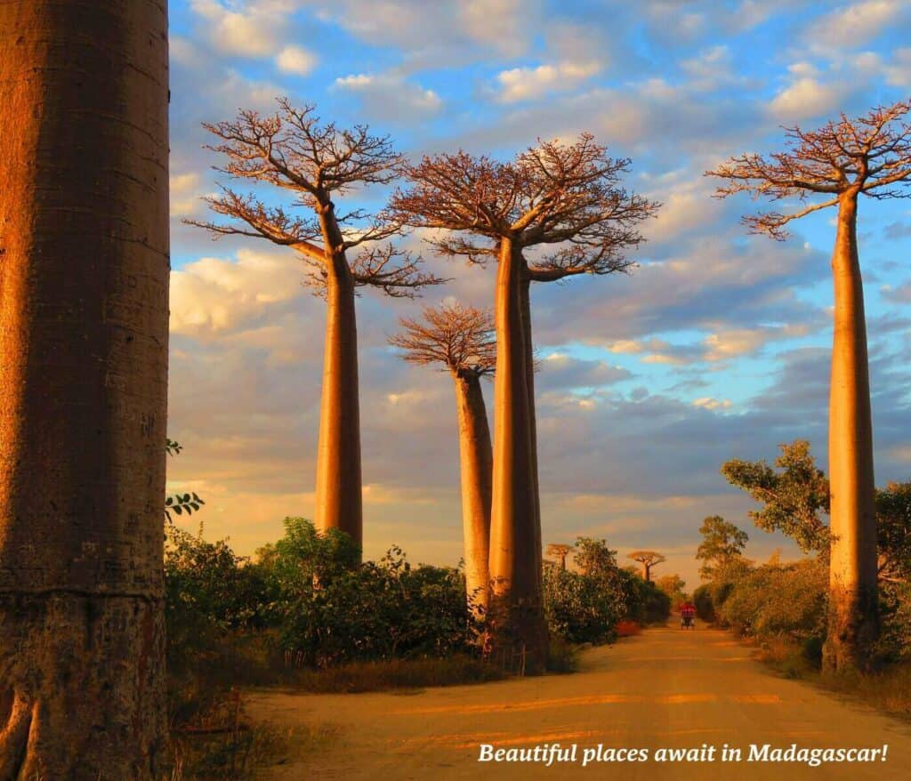 Avenue de Baobabs at sunset in Madagascar