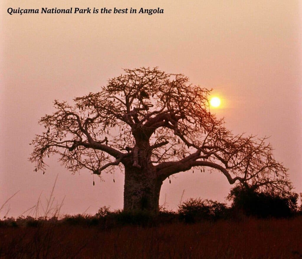 Sunset over a tree in Quiçama National Park in Angola