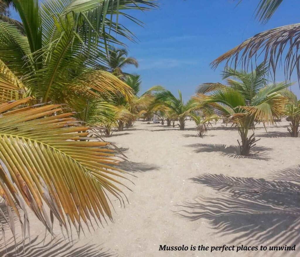 Trees on the beach of Mussolo Island in Angola