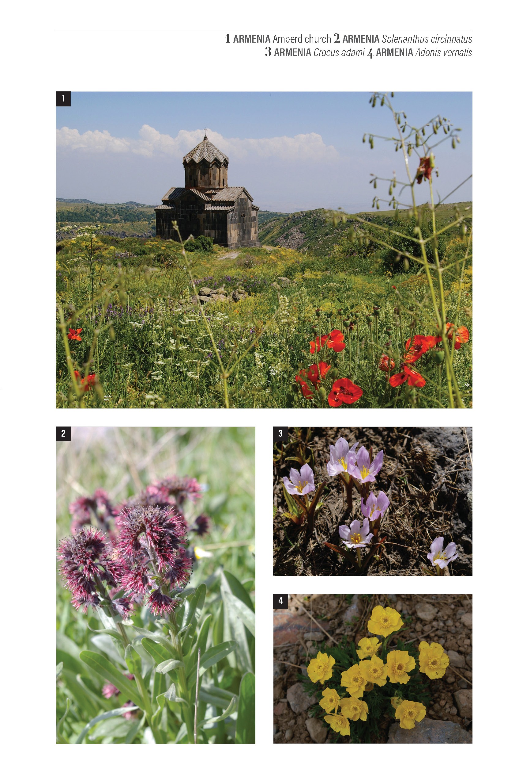A Botanical Odyssey (Journey Books) - Image 4