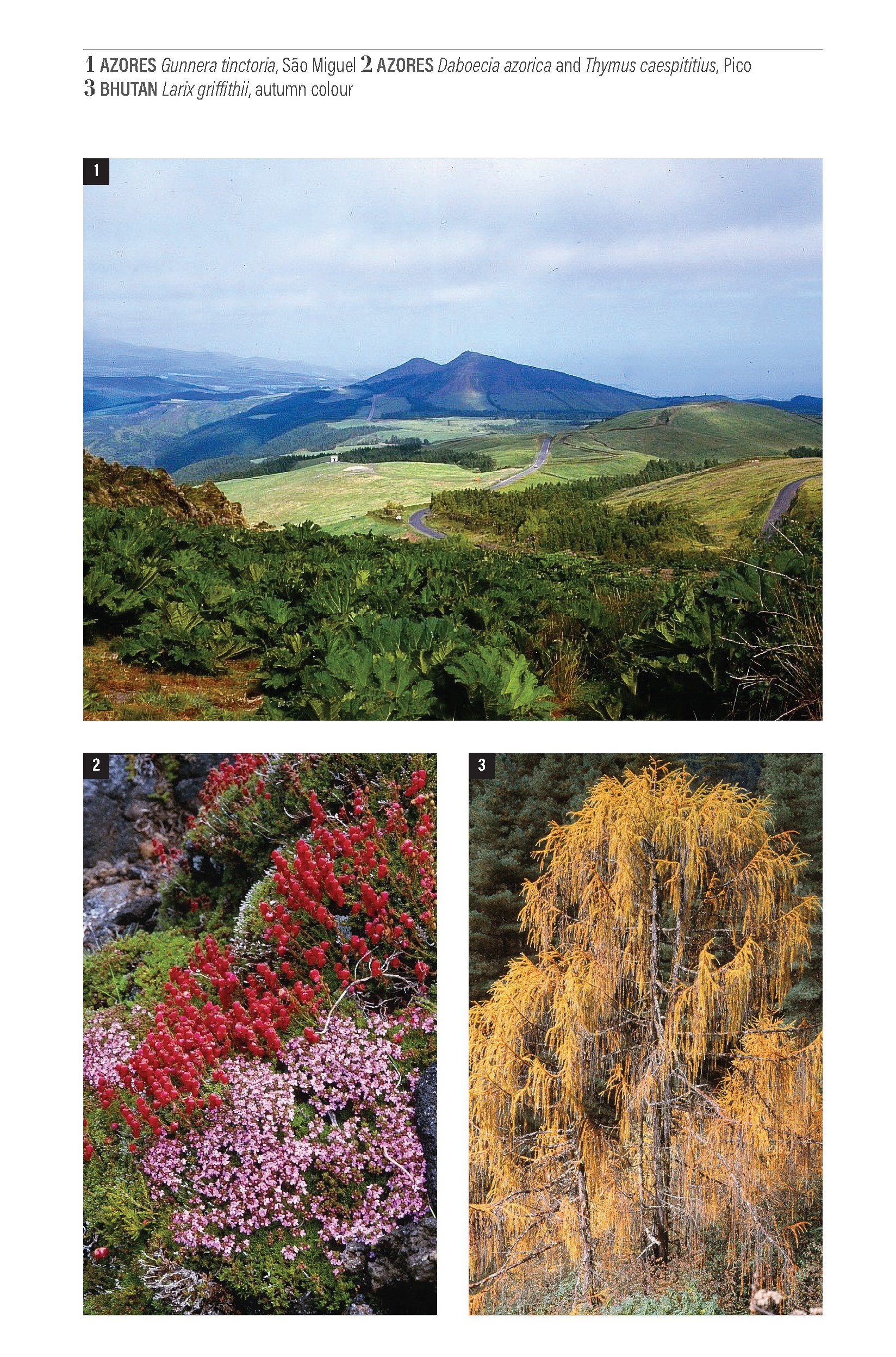 A Botanical Odyssey (Journey Books) - Image 5