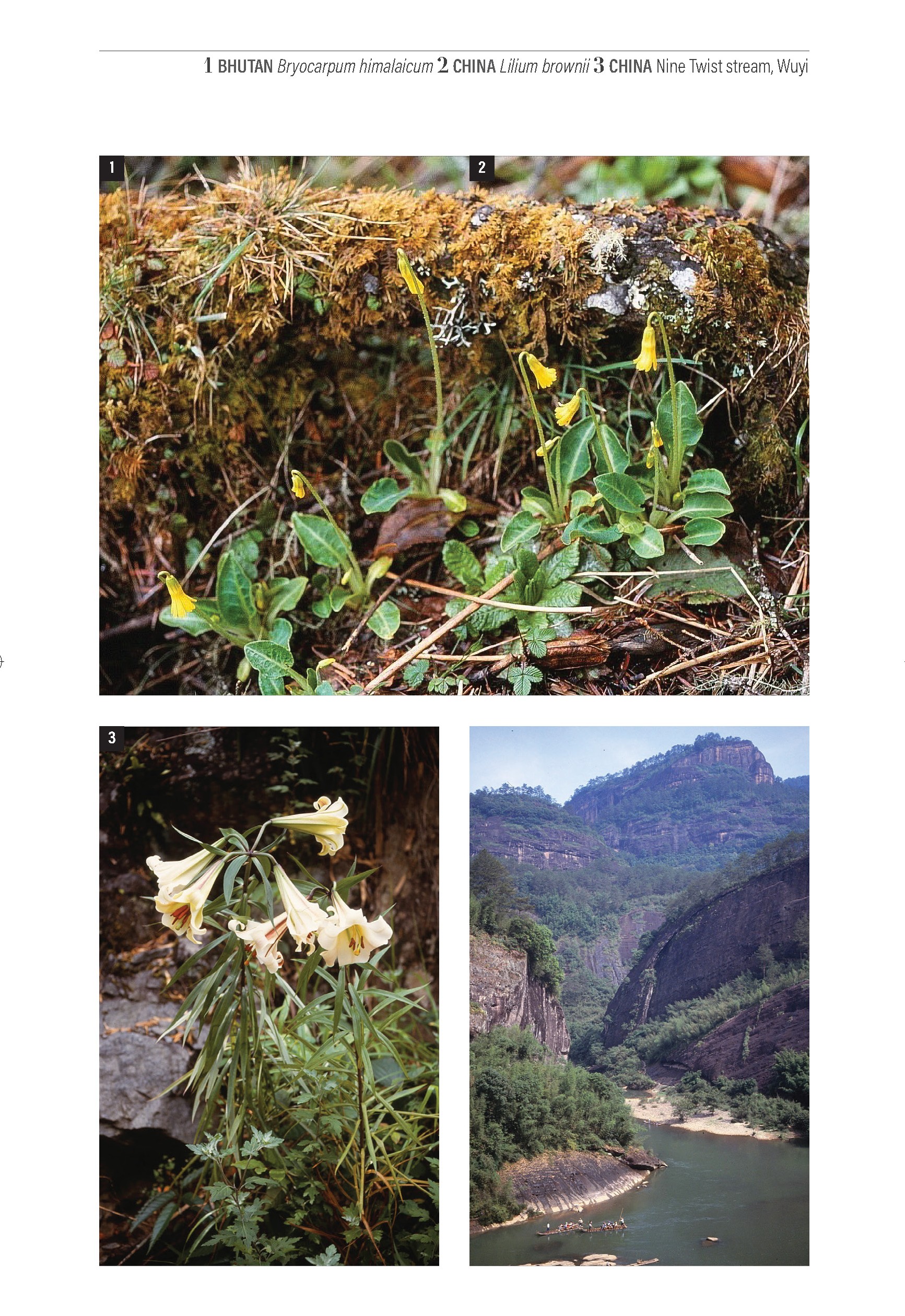 A Botanical Odyssey (Journey Books) - Image 6