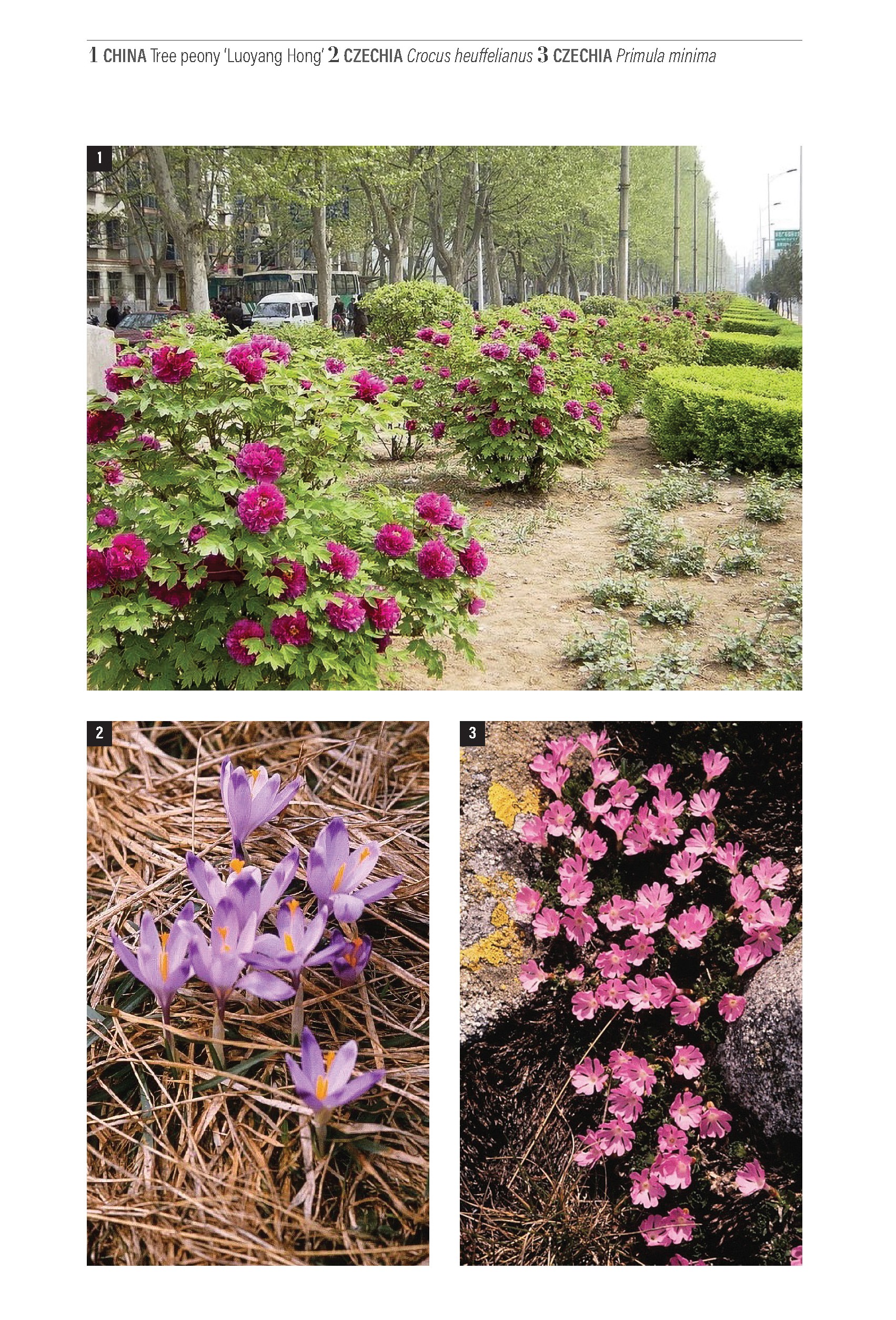 A Botanical Odyssey (Journey Books) - Image 7