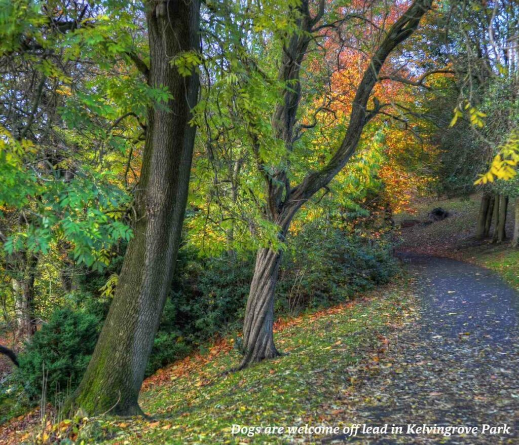 Leaf covered park in Kelvingrove Park in Glasgow, Scotland