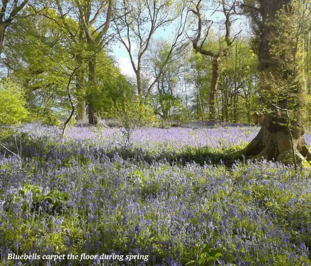 Bluebells in Blean Woods National Nature Reserve in Kent, England