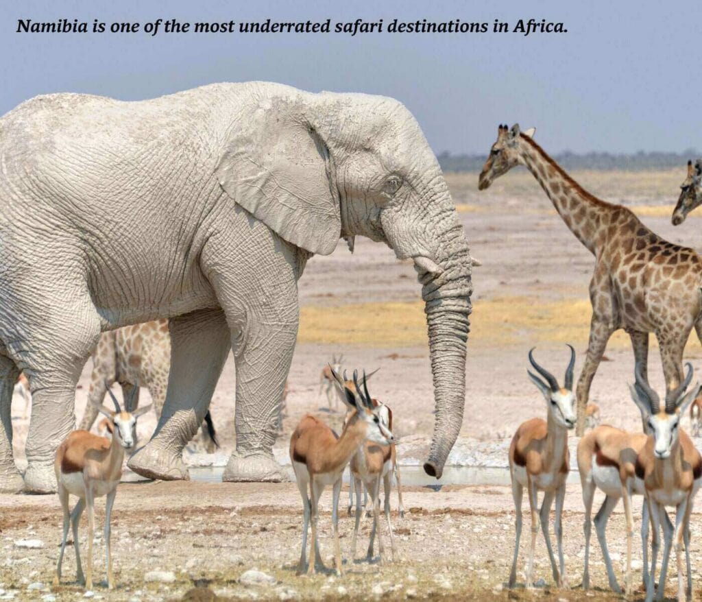 Elephants and giraffe in Etosha National Park, Namibia