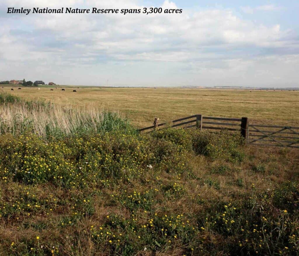 Field in the Elmley National Nature Reserve in Kent, England