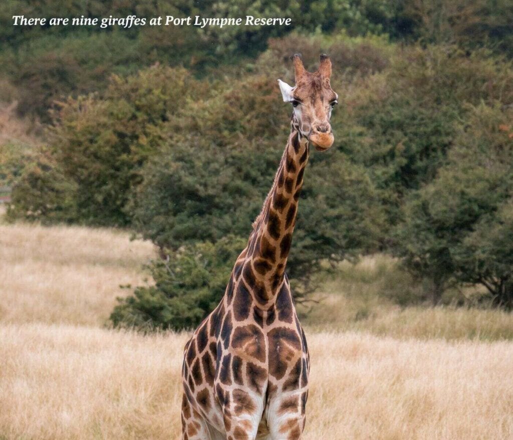 Giraffe at Port Lympne Reserve in Kent, England