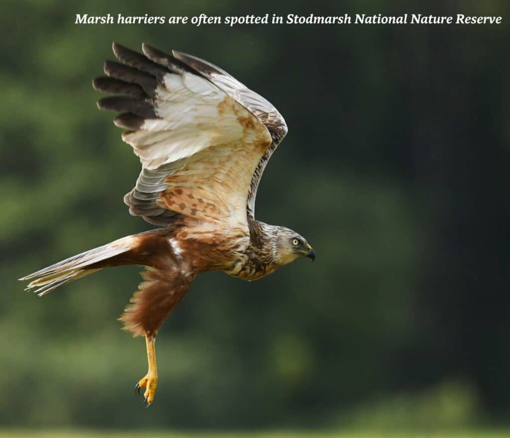 Marsh harrier in flight in Kent, England