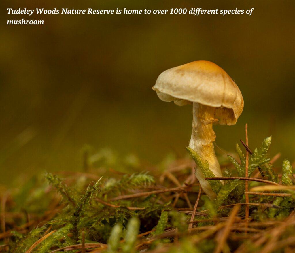 Mushroom growing on a forest floor