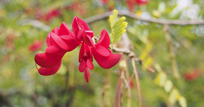 Bwa Kwaib, Dominica's national flower © Paul Crask